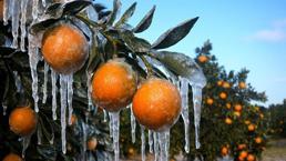 Adana'da şubat ve nisan felaketinin yaraları sarılıyor! Zirai don mağduru 9 bin 200 üreticiye 717 milyon TL'lik dev afet desteği başladı!