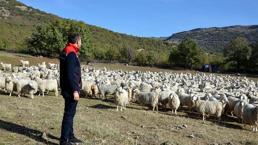 Bakanlık harekete geçti! Bolu'da tiftik keçisine 3 milyon liralık destek