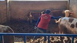 Konya'da kabus patladı! Köyde binlercesine bulaştı