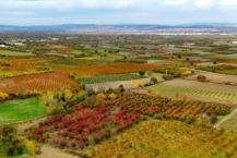 Uludağ'ın eteklerinde görüldü! Kasım ayında ortaya çıkıyor