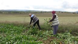 Türkiye'nin şeker üretiminde en önemli ürün! Fiyatı 3 bin 100 liraya çıktı