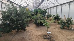 Karadeniz'de yetişmeye başladı! Belediye harekete geçti: Adım başı kuruluyor