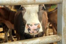 Bolu'da şap alarmı! 18 köy ve 4 mahalle karantinaya alındı