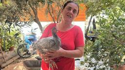 2 tavuğuna 10 yıldır gözü gibi bakıyor! Çünkü onların diğerlerinden görülmemiş bir farkı var