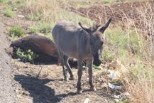 Yürekleri sızlatan görüntü! Sıpa, telef olan annesinin başında saatlerce bekledi