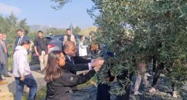 Yılın geç hasadı yapıldı! Lezzetine doyum olmuyor