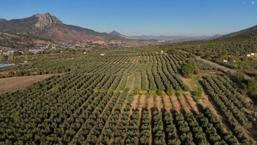 Bir Eskişehir toprağı bu işten para kazanıyor! İlçe Akdeniz gibi: 5 kilodan 1 litre çıkıyor