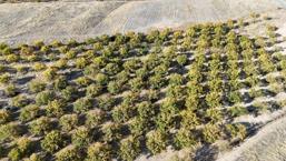 Zirai dondan etkilenmişlerdi! Gelecek yıl için umut veriyor