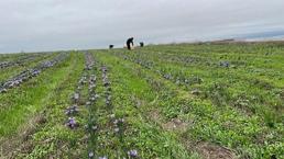 100 gramı 60 bin TL! Topraktan para fışkırıyor, bu bitkiyi eken hemen zengin oluyor, bir tutamı yetiyor