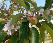 Kışa yaklaşırken şaşırtan görüntü! Malatya'da elma ağacı çiçek açıp meyve verdi