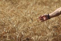 Küresel tahıl üretiminde tüm zamanların zirvesi geliyor