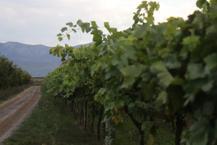 Zirai don verimi yüzde 80 düşürdü! Çiftçi bu sene hayal kırıklığı yaşadı