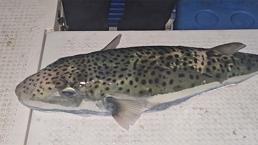 Gemlik Körfezi’nde benekli balon balığı şoku! Yetkililere acil çağrı