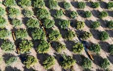 Tarım işçilerinin grevi mahsulü dalında bıraktı! Kilosu 3 liraya kadar düştü