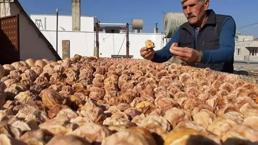 Adana'da 5 ton ürünü 1 yılda aldı: Komşularına iş vermeye başladı! Kozan'da açık havaya fabrika kurdu