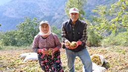 Bu işi yapan günlük 5 bin TL kazanıyor! Hasat dönemi 20 gün sürüyor ama çalışacak eleman yok!