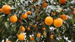 Adana’da yağışlarla çiftçi bayram etti! Rekolte beklentisi arttı