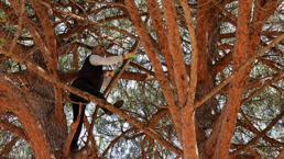 Bursa'da erkekler ormandan bedavaya toplayıp eşlerine yaptırıyor! İnternetten tanesi 500 liraya satılıyor