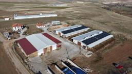 Yüzde 60 hibe aldığı destekle 300 hayvanlık çiftlik kurdu! Şimdi ülke ekonomisine katkı sağlıyor