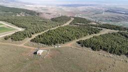 İtiraf ederken sesi titremedi: Eskişehir'de genç kadını boğdu, 2 gün art arda benzin döküp yaktı