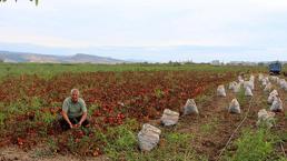 Girdi maiyetleri üreticiyi vurdu! Bursa'da kırmızı alarm verildi: Çekilmek zorunda kalacağız