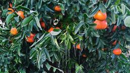 Türkiye'nin narenciye deposunu 'don' vurdu! Fiyatlar artacak, yüzde 30 zam yolda