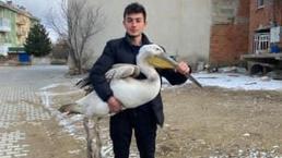 Afyonkarahisar’da sokakta gezerken pelikan buldu! Yanına yaklaşınca gerçek ortaya çıktı