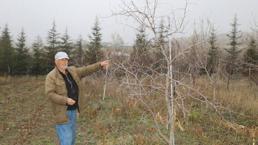 Ankara'da emekli öğretmen ne yaptıysa olmadı! Sadece 1 tane dikti, 700 tane çıktı: Kilosu 500 lira