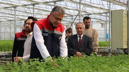 Samsun'da 'para basan' sistem! Senede 6 kez hasat ediliyor