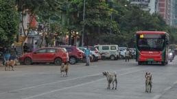 62 milyon sokak köpeği Hindistan’da sokakları işgal ediyor