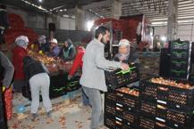 Türkiye'nin en uygun fiyatlı soğanı buradan çıkıyor! Avrupa'ya bile gönderiliyor