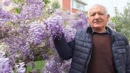 Balıkesir’de bir mahalle tamamen mora büründü! Görenler hayran kalıyor