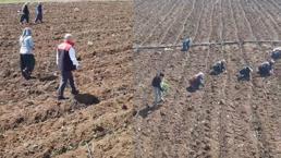 Elazığ’da domates üretiminde yeni sezon başladı