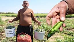 Tarlada 60, pazarda 100 TL! Adana'da hasat başladı: Talep çok, hemen bitiyor