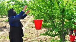 Manisa'da hasat başladı! 10 bin dekar alanda işçilerin hasat mesaisi: 'Bu sene mahsul çok iyi'