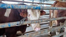 Kocaeli'de kurban kesim başvuruları 11 Mayıs'ta başlıyor