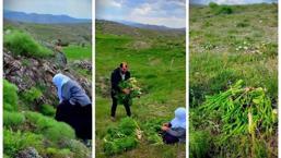 Kayseri'nin macun kıvamındaki otu: Ancak bilenler toplayabiliyor, pazarda satılmıyor!