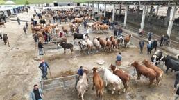 Kurban Bayramı'na sayılı günler kala Sorgun canlı hayvan pazarında hareketlilik yaşandı