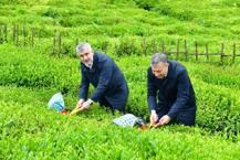 Karadeniz’de yeşil altın mesaisi başlıyor! Trabzon’da 2026 yaş çay sezonu dualarla açıldı: Hedef Gelecek Hafta Çarşamba