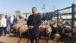 Kurbanlık fiyatlarını yükselten rekabet: Besici ve komisyoncular piyasayı dalgalandırıyor