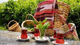 Rize çay bahçelerinde hasat işlemi başladı! ÇAYKUR sezonun ilk 3 gününde 5 bin 600 ton çay aldı