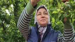 Öyle bir bereket geldi ki... Ne pazara sığıyor ne tezgâha! Manisalı üreticinin yüzü gülüyor