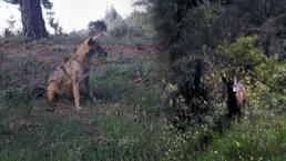 Ganos Dağları'ndaki yaban hayatın eşsiz anları gözler önüne serildi