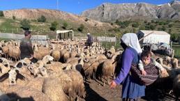 Şavakların yayla mücadelesi: İşte Erzincan Tulum peynirinin arkasındaki yoğun emek