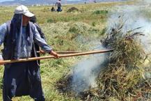 Gaziantep'te firik ütümü sezonu başladı