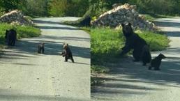 Gezintiye çıkan kardeşlerin anne ayı ve yavruları ile sohbeti gülümsetti