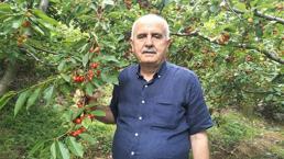 Toroslar'ın kırmızı altını hasat ediliyor: Tam 35 ülke bu kirazı alabilmek için sıraya girdi!