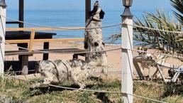Bunlar da dronsavar köpekler! Radarlardan kaçmayı başaranlar bunlardan kaçamıyor