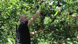 Amasya’da kiraz hasadında ezber bozan sezon: 50 bin ton rekolteyle üreticinin yüzü gülüyor!