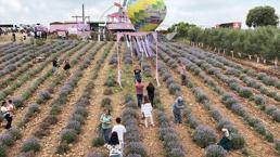 Mis kokulu mor lavantaların arasında renkli festival